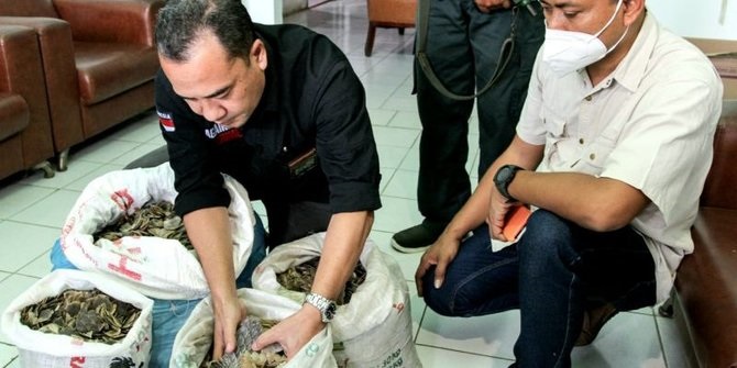 KLHK Tangkap Tiga Penjual 36,7 Kg Sisik Trenggiling dan Paruh Rangkong di Medan