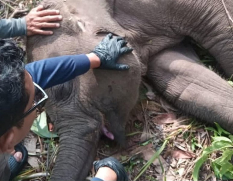 Kematian Gajah Sumatera di TNTN Jadi Sorotan, Polisi Lakukan Investigasi