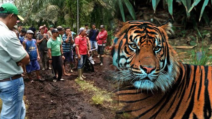 Tak Seperti Harimau Sumatra Lainnya, Inilah Perilaku Aneh Bonita 