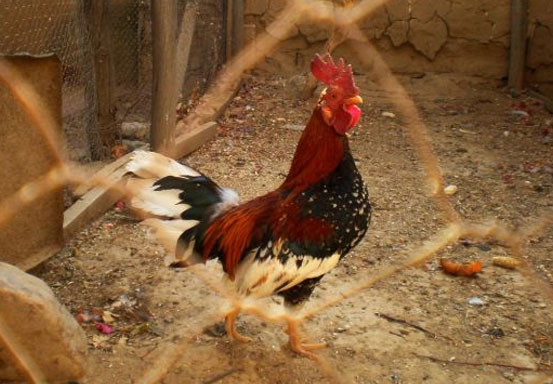 Ayam Jago Diamankan Polisi Karena Tuannya Mati Kena Taji