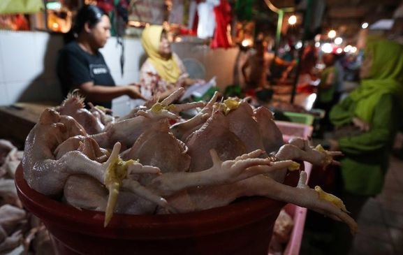 Di Sebagian Wilayah, Harga Ayam Masih Tinggi