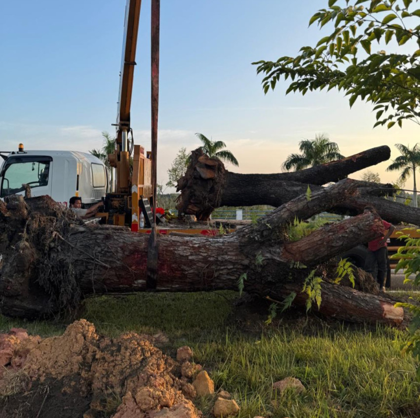 Hati-hati! Tebang Pohon Pelindung di Pekanbaru Bisa Berujung Pidana