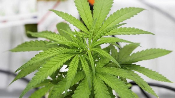 Tanam Ganja di Apartemen, WN Amerika Ditangkap