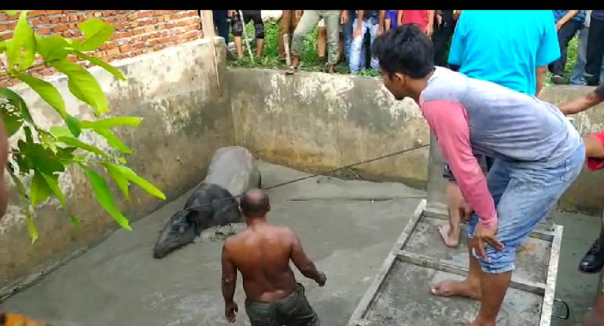 BBKSDA Riau Evakuasi Tapir Masuk Kolam Ikan Milik Warga