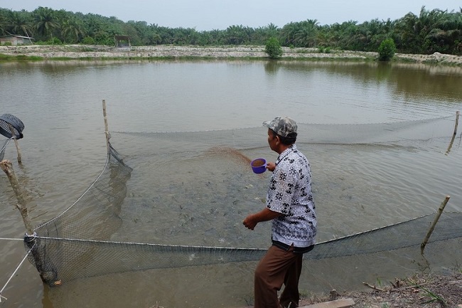 Mantan Petani Sawit di Riau Sukses Ternak Ikan dan Jual Kompos