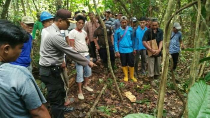 Tim Pemburu Beruang Dibentuk, Perangkap Dipasang di Kebun Karet Warga Kampar Kiri