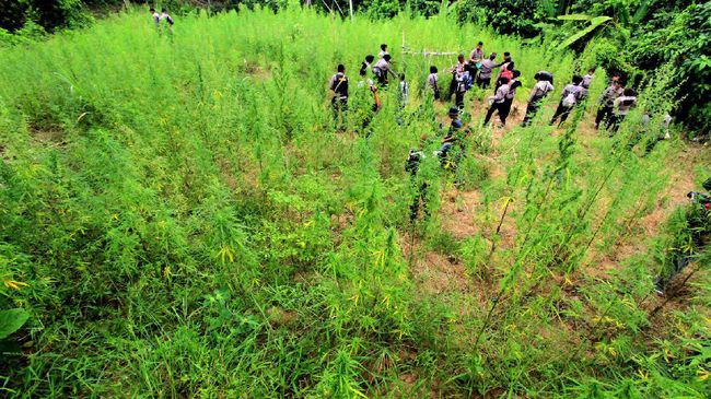 Ladang Ganja 20 Hektare Ditemukan di Bireuen Aceh
