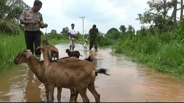 Akibat Banjir Luapan Sungai Kampar Ratusan Ternak Mati