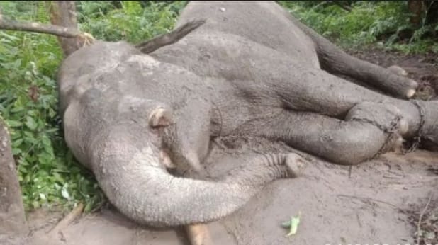 23 Gajah Tewas di Tesso Nilo dalam 10 Tahun, BBKSDA Riau Sebut Habitat Rusak