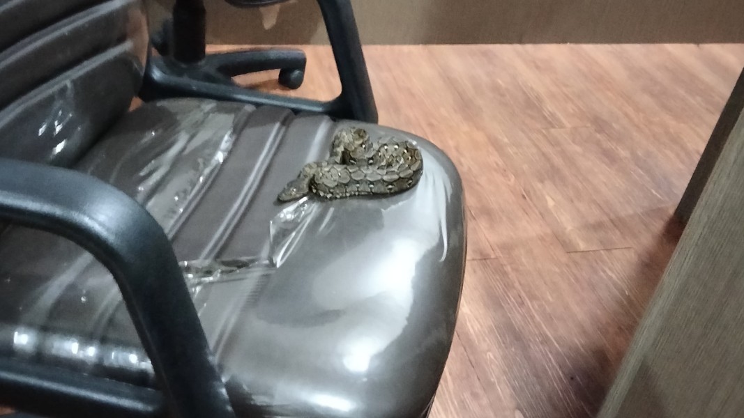 Ular Sanca Gegerkan Kantor DPRD Pekanbaru, Ditemukan Melilit di Kursi Rapat BK