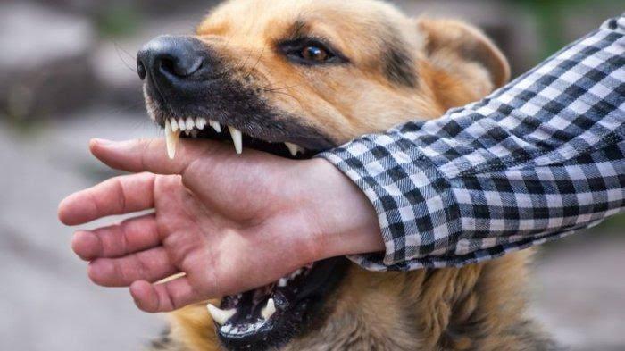 Cegah Penularan Rabies, Dinas PKH Riau Laksanakan Vaksinasi Gratis di Pekanbaru