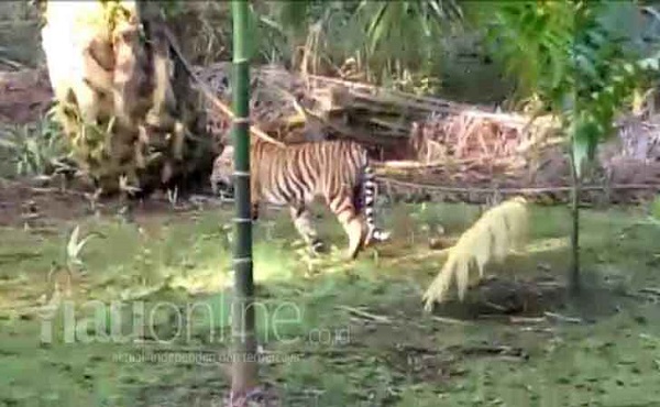 Heboh, Jejak Harimau dan Sapi yang Diduga Diterkam di Pelalawan