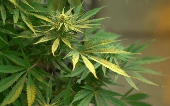 Bisnis Ganja Legal di Dunia Hasilkan Triliunan Rupiah